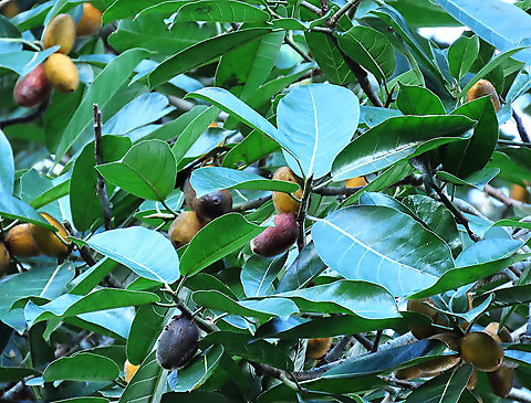 Spiky Fig fruit & leaves Ficus Cucurbitina, the Spiky Fig, is definitely the world's spikiest fig. Many fig fruits are hairy but none has evolved to have really rigid and sharp hairs like this fig. These sharp hairs are strong and sharp enough to pierce a human skin. Probably evolved this way to prevent most mammals from eating it but ideal for canopy birds as they can feed unharmed with their beaks. Fruits ripen light yellow - orange - dark red - maroonish black. These fruits high up in the canopy where the fig tree grows on another host tree. These fruits were growing about 20m high. We were lucky to find it at its fruiting apex, and after several days, the fruit numbers have reduced greatly. 

Watching this fig tree is one of the best experience for my team (1StopBorneo Wildlife). We are trying to find out which is the most beneficial fig species for wildlife and this fig is definitely one of the best. Lots of animals visited it in both day and night. There are always animals every time we visited the tree.
 Ficus Cucurbitina,Geotagged,Malaysia,Summer