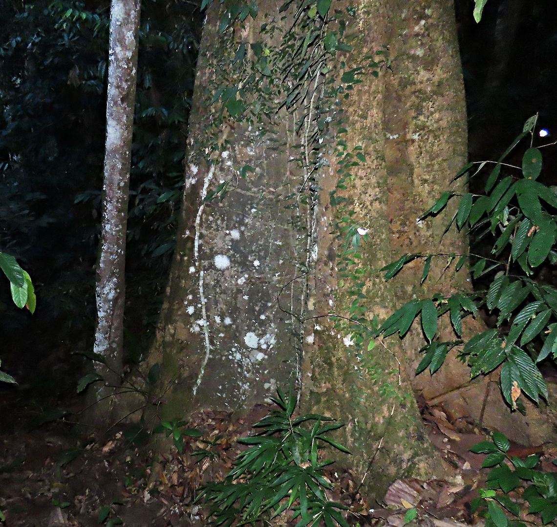 trunk of Spiky Fig & host tree The spiky fig tree grows as an epiphyte on another host tree. Here we can see that the smaller trunk is the fig tree while the bigger trunk is the main host tree. Reaching to the top of the host tree, around 20m high, then it fruits.  Ficus Cucurbitina, the Spiky Fig, is definitely the world&#039;s spikiest fig. Many fig fruits are hairy but none has evolved to have really rigid and sharp hairs like this fig. These sharp hairs are strong and sharp enough to pierce a human skin. Probably evolved this way to prevent most mammals from eating it but ideal for canopy birds as they can feed unharmed with their beaks. Fruits ripen light yellow - orange - dark red - maroonish black. We were lucky to find it at its fruiting apex, and after several days, the fruit numbers have reduced greatly. <br />
<br />
Watching this fig tree is one of the best experience for my team (1StopBorneo Wildlife). We are trying to find out which is the most beneficial fig species for wildlife and this fig is definitely one of the best. Lots of animals visited it in both day and night. There are always animals every time we visited the tree.<br />
 Ficus Cucurbitina,Geotagged,Malaysia,Summer