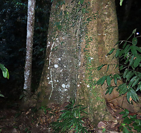 trunk of Spiky Fig & host tree The spiky fig tree grows as an epiphyte on another host tree. Here we can see that the smaller trunk is the fig tree while the bigger trunk is the main host tree. Reaching to the top of the host tree, around 20m high, then it fruits.  Ficus Cucurbitina, the Spiky Fig, is definitely the world's spikiest fig. Many fig fruits are hairy but none has evolved to have really rigid and sharp hairs like this fig. These sharp hairs are strong and sharp enough to pierce a human skin. Probably evolved this way to prevent most mammals from eating it but ideal for canopy birds as they can feed unharmed with their beaks. Fruits ripen light yellow - orange - dark red - maroonish black. We were lucky to find it at its fruiting apex, and after several days, the fruit numbers have reduced greatly. 

Watching this fig tree is one of the best experience for my team (1StopBorneo Wildlife). We are trying to find out which is the most beneficial fig species for wildlife and this fig is definitely one of the best. Lots of animals visited it in both day and night. There are always animals every time we visited the tree.
 Ficus Cucurbitina,Geotagged,Malaysia,Summer