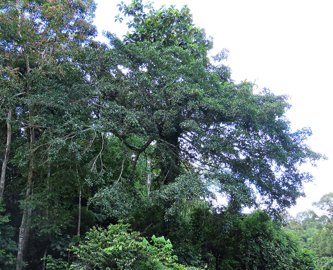 Spiky Fig tree The fig branches growing outwards from the host tree. You can still see the host tree&#039;s leaves at the very top. The host tree is an Artocarpus elasticus. The epiphyte, the Spiky Fig (Ficus Cucurbitina), is definitely the world&#039;s spikiest fig. Many fig fruits are hairy but none has evolved to have really rigid and sharp hairs like this fig. These sharp hairs are strong and sharp enough to pierce a human skin. Probably evolved this way to prevent most mammals from eating it but ideal for canopy birds as they can feed unharmed with their beaks. Fruits ripen light yellow - orange - dark red - maroonish black. These fruits high up in the canopy where the fig tree grows on another host tree. These fruits were growing about 20m high. We were lucky to find it at its fruiting apex, and after several days, the fruit numbers have reduced greatly. <br />
<br />
Watching this fig tree is one of the best experience for my team (1StopBorneo Wildlife). We are trying to find out which is the most beneficial fig species for wildlife and this fig is definitely one of the best. Lots of animals visited it in both day and night. There are always animals every time we visited the tree.<br />
 Ficus Cucurbitina,Geotagged,Malaysia,Summer