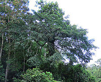 Spiky Fig tree The fig branches growing outwards from the host tree. You can still see the host tree's leaves at the very top. The host tree is an Artocarpus elasticus. The epiphyte, the Spiky Fig (Ficus Cucurbitina), is definitely the world's spikiest fig. Many fig fruits are hairy but none has evolved to have really rigid and sharp hairs like this fig. These sharp hairs are strong and sharp enough to pierce a human skin. Probably evolved this way to prevent most mammals from eating it but ideal for canopy birds as they can feed unharmed with their beaks. Fruits ripen light yellow - orange - dark red - maroonish black. These fruits high up in the canopy where the fig tree grows on another host tree. These fruits were growing about 20m high. We were lucky to find it at its fruiting apex, and after several days, the fruit numbers have reduced greatly. <br />
<br />
Watching this fig tree is one of the best experience for my team (1StopBorneo Wildlife). We are trying to find out which is the most beneficial fig species for wildlife and this fig is definitely one of the best. Lots of animals visited it in both day and night. There are always animals every time we visited the tree.<br />
 Ficus Cucurbitina,Geotagged,Malaysia,Summer