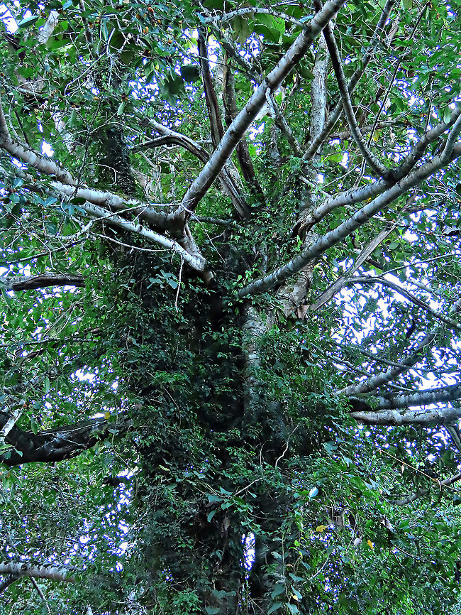 Spiky Fig tree branches Branches of the fig tree growing out from the host tree. It is fruiting high up in the canopy (20m high) where the fig tree grows on another host tree. Ficus Cucurbitina, the Spiky Fig, is definitely the world&#039;s spikiest fig. Many fig fruits are hairy but none has evolved to have really rigid and sharp hairs like this fig. These sharp hairs are strong and sharp enough to pierce a human skin. Probably evolved this way to prevent most mammals from eating it but ideal for canopy birds as they can feed unharmed with their beaks. Fruits ripen light yellow - orange - dark red - maroonish black. We were lucky to find it at its fruiting apex, and after several days, the fruit numbers have reduced greatly. <br />
<br />
Watching this fig tree is one of the best experience for my team (1StopBorneo Wildlife). We are trying to find out which is the most beneficial fig species for wildlife and this fig is definitely one of the best. Lots of animals visited it in both day and night. There are always animals every time we visited the tree.<br />
 Ficus Cucurbitina,Geotagged,Malaysia,Summer