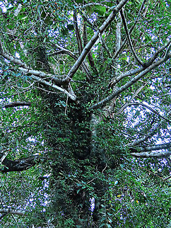 Spiky Fig tree branches Branches of the fig tree growing out from the host tree. It is fruiting high up in the canopy (20m high) where the fig tree grows on another host tree. Ficus Cucurbitina, the Spiky Fig, is definitely the world's spikiest fig. Many fig fruits are hairy but none has evolved to have really rigid and sharp hairs like this fig. These sharp hairs are strong and sharp enough to pierce a human skin. Probably evolved this way to prevent most mammals from eating it but ideal for canopy birds as they can feed unharmed with their beaks. Fruits ripen light yellow - orange - dark red - maroonish black. We were lucky to find it at its fruiting apex, and after several days, the fruit numbers have reduced greatly. 

Watching this fig tree is one of the best experience for my team (1StopBorneo Wildlife). We are trying to find out which is the most beneficial fig species for wildlife and this fig is definitely one of the best. Lots of animals visited it in both day and night. There are always animals every time we visited the tree.
 Ficus Cucurbitina,Geotagged,Malaysia,Summer
