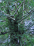 Spiky Fig tree branches Branches of the fig tree growing out from the host tree. It is fruiting high up in the canopy (20m high) where the fig tree grows on another host tree. Ficus Cucurbitina, the Spiky Fig, is definitely the world's spikiest fig. Many fig fruits are hairy but none has evolved to have really rigid and sharp hairs like this fig. These sharp hairs are strong and sharp enough to pierce a human skin. Probably evolved this way to prevent most mammals from eating it but ideal for canopy birds as they can feed unharmed with their beaks. Fruits ripen light yellow - orange - dark red - maroonish black. We were lucky to find it at its fruiting apex, and after several days, the fruit numbers have reduced greatly. <br />
<br />
Watching this fig tree is one of the best experience for my team (1StopBorneo Wildlife). We are trying to find out which is the most beneficial fig species for wildlife and this fig is definitely one of the best. Lots of animals visited it in both day and night. There are always animals every time we visited the tree.<br />
 Ficus Cucurbitina,Geotagged,Malaysia,Summer