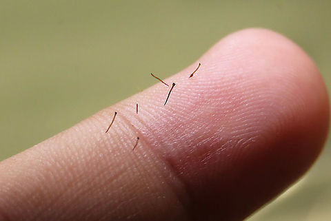 Spikes! Yikes! Ficus Cucurbitina, the Spiky Fig, is definitely the world's spikiest fig. Many fig fruits are hairy but none has evolved to have really rigid and sharp hairs like this fig. These sharp hairs are strong and sharp enough to pierce a human skin. Probably evolved this way to prevent most mammals from eating it but ideal for canopy birds as they can feed unharmed with their beaks. Fruits ripen light yellow - orange - dark red - maroonish black. These fruits high up in the canopy where the fig tree grows on another host tree. These fruits were growing about 20m high. We were lucky to find it at its fruiting apex, and after several days, the fruit numbers have reduced greatly. 

Watching this fig tree is one of the best experience for my team (1StopBorneo Wildlife). We are trying to find out which is the most beneficial fig species for wildlife and this fig is definitely one of the best. Lots of animals visited it in both day and night. There are always animals every time we visited the tree.

https://www.jungledragon.com/image/104599/spiky_fig_fruiting.html Ficus Cucurbitina,Geotagged,Malaysia,Summer