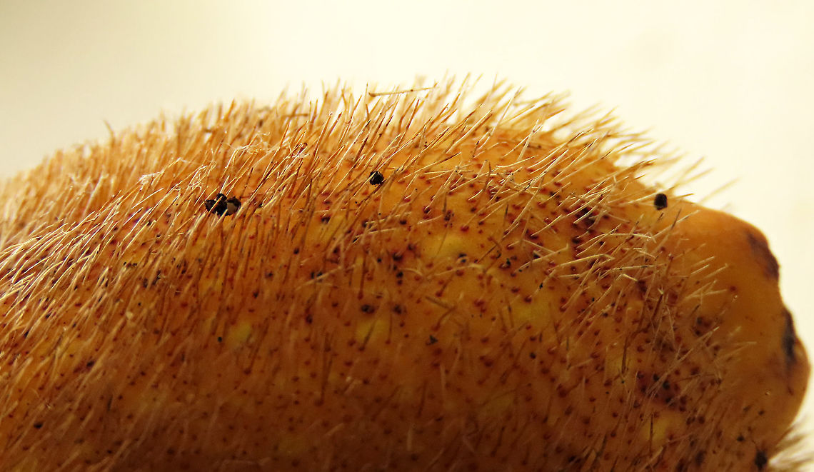 Spiky Fig sharp hairs Ficus Cucurbitina, the Spiky Fig, is definitely the world&#039;s spikiest fig. Many fig fruits are hairy but none has evolved to have really rigid and sharp hairs like this fig. These sharp hairs are strong and sharp enough to pierce a human skin. Probably evolved this way to prevent most mammals from eating it but ideal for canopy birds as they can feed unharmed with their beaks. Fruits ripen light yellow - orange - dark red - maroonish black. These fruits high up in the canopy where the fig tree grows on another host tree. These fruits were growing about 20m high. We were lucky to find it at its fruiting apex, and after several days, the fruit numbers have reduced greatly. <br />
<br />
Watching this fig tree is one of the best experience for my team (1StopBorneo Wildlife). We are trying to find out which is the most beneficial fig species for wildlife and this fig is definitely one of the best. Lots of animals visited it in both day and night. There are always animals every time we visited the tree.<br />
<br />
<figure class="photo"><a href="https://www.jungledragon.com/image/104599/spiky_fig_fruiting.html" title="Spiky Fig fruiting"><img src="https://s3.amazonaws.com/media.jungledragon.com/images/3336/104599_thumb.JPG?AWSAccessKeyId=05GMT0V3GWVNE7GGM1R2&Expires=1759968010&Signature=uFCtWiBfxbZxhjAa80CfuRU8aAU%3D" width="200" height="150" alt="Spiky Fig fruiting Ficus Cucurbitina, the Spiky Fig, is definitely the world&#039;s spikiest fig. Many fig fruits are hairy but none has evolved to have really rigid and sharp hairs like this fig. These sharp hairs are strong and sharp enough to pierce a human skin. Probably evolved this way to prevent most mammals from eating it but ideal for canopy birds as they can feed unharmed with their beaks. Fruits ripen light yellow - orange - dark red - maroonish black. These fruits high up in the canopy where the fig tree grows on another host tree. These fruits were growing about 20m high. We were lucky to find it at its fruiting apex, and after several days, the fruit numbers have reduced greatly. <br />
<br />
Watching this fig tree is one of the best experience for my team (1StopBorneo Wildlife). We are trying to find out which is the most beneficial fig species for wildlife and this fig is definitely one of the best. Lots of animals visited it in both day and night. There are always animals every time we visited the tree.<br />
 Ficus Cucurbitina,Geotagged,Malaysia,Summer" /></a></figure> Ficus Cucurbitina,Geotagged,Malaysia,Summer