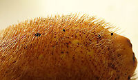 Spiky Fig sharp hairs Ficus Cucurbitina, the Spiky Fig, is definitely the world's spikiest fig. Many fig fruits are hairy but none has evolved to have really rigid and sharp hairs like this fig. These sharp hairs are strong and sharp enough to pierce a human skin. Probably evolved this way to prevent most mammals from eating it but ideal for canopy birds as they can feed unharmed with their beaks. Fruits ripen light yellow - orange - dark red - maroonish black. These fruits high up in the canopy where the fig tree grows on another host tree. These fruits were growing about 20m high. We were lucky to find it at its fruiting apex, and after several days, the fruit numbers have reduced greatly. <br />
<br />
Watching this fig tree is one of the best experience for my team (1StopBorneo Wildlife). We are trying to find out which is the most beneficial fig species for wildlife and this fig is definitely one of the best. Lots of animals visited it in both day and night. There are always animals every time we visited the tree.<br />
<br />
https://www.jungledragon.com/image/104599/spiky_fig_fruiting.html Ficus Cucurbitina,Geotagged,Malaysia,Summer