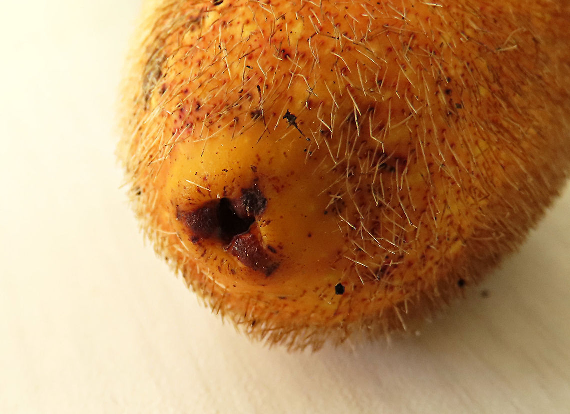 Spiky Fig ostiole opening The opening hole (ostiole) where fig wasps enter the fruit to pollinate its internal flowers. Ficus Cucurbitina, the Spiky Fig, is definitely the world&#039;s spikiest fig. Many fig fruits are hairy but none has evolved to have really rigid and sharp hairs like this fig. These sharp hairs are strong and sharp enough to pierce a human skin. Probably evolved this way to prevent most mammals from eating it but ideal for canopy birds as they can feed unharmed with their beaks. Fruits ripen light yellow - orange - dark red - maroonish black. These fruits high up in the canopy where the fig tree grows on another host tree. These fruits were growing about 20m high. We were lucky to find it at its fruiting apex, and after several days, the fruit numbers have reduced greatly. <br />
<br />
Watching this fig tree is one of the best experience for my team (1StopBorneo Wildlife). We are trying to find out which is the most beneficial fig species for wildlife and this fig is definitely one of the best. Lots of animals visited it in both day and night. There are always animals every time we visited the tree.<br />
 Ficus Cucurbitina,Geotagged,Malaysia,Summer