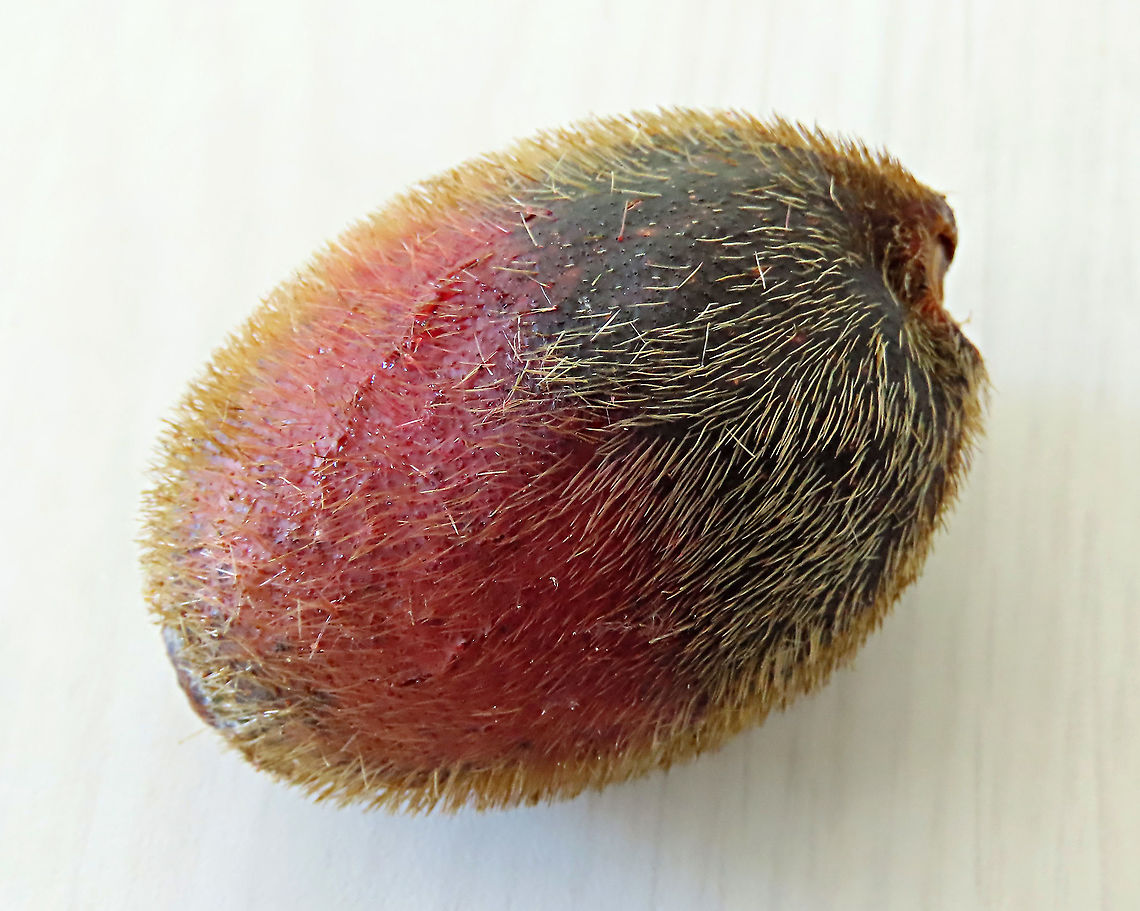 very ripe Spiky Fig Ficus Cucurbitina, the Spiky Fig, is definitely the world&#039;s spikiest fig. Many fig fruits are hairy but none has evolved to have really rigid and sharp hairs like this fig. These sharp hairs are strong and sharp enough to pierce a human skin. Probably evolved this way to prevent most mammals from eating it but ideal for canopy birds as they can feed unharmed with their beaks. Fruits ripen light yellow - orange - dark red - maroonish black. These fruits high up in the canopy where the fig tree grows on another host tree. These fruits were growing about 20m high. We were lucky to find it at its fruiting apex, and after several days, the fruit numbers have reduced greatly. <br />
<br />
Watching this fig tree is one of the best experience for my team (1StopBorneo Wildlife). We are trying to find out which is the most beneficial fig species for wildlife and this fig is definitely one of the best. Lots of animals visited it in both day and night. There are always animals every time we visited the tree.<br />
 Ficus Cucurbitina,Geotagged,Malaysia,Summer