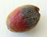 very ripe Spiky Fig Ficus Cucurbitina, the Spiky Fig, is definitely the world's spikiest fig. Many fig fruits are hairy but none has evolved to have really rigid and sharp hairs like this fig. These sharp hairs are strong and sharp enough to pierce a human skin. Probably evolved this way to prevent most mammals from eating it but ideal for canopy birds as they can feed unharmed with their beaks. Fruits ripen light yellow - orange - dark red - maroonish black. These fruits high up in the canopy where the fig tree grows on another host tree. These fruits were growing about 20m high. We were lucky to find it at its fruiting apex, and after several days, the fruit numbers have reduced greatly. <br />
<br />
Watching this fig tree is one of the best experience for my team (1StopBorneo Wildlife). We are trying to find out which is the most beneficial fig species for wildlife and this fig is definitely one of the best. Lots of animals visited it in both day and night. There are always animals every time we visited the tree.<br />
 Ficus Cucurbitina,Geotagged,Malaysia,Summer