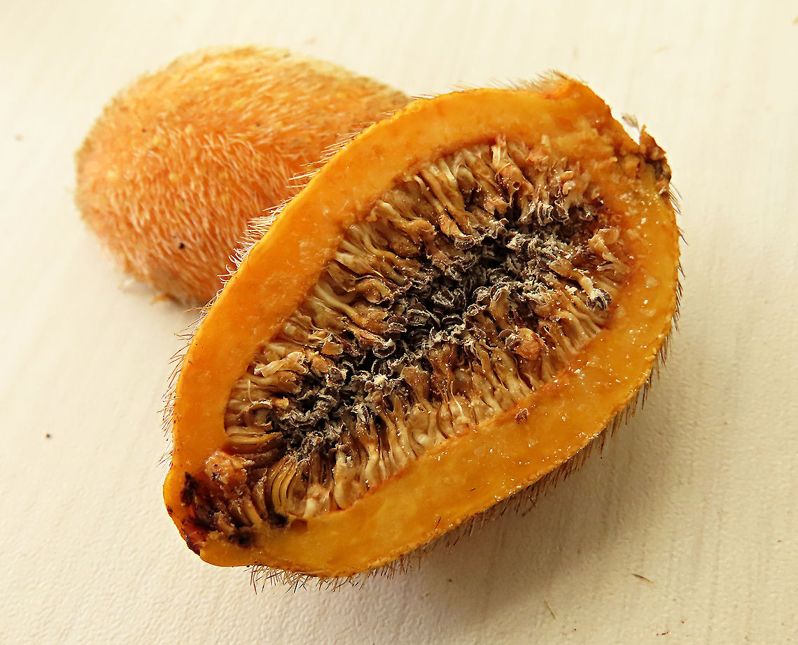 Spiky Fig cross section Figs are unique as the flowers grow inside the fruits. Ficus Cucurbitina, the Spiky Fig, is definitely the world&#039;s spikiest fig. Many fig fruits are hairy but none has evolved to have really rigid and sharp hairs like this fig. These sharp hairs are strong and sharp enough to pierce a human skin. Probably evolved this way to prevent most mammals from eating it but ideal for canopy birds as they can feed unharmed with their beaks. Fruits ripen light yellow - orange - dark red - maroonish black. These fruits high up in the canopy where the fig tree grows on another host tree. These fruits were growing about 20m high. We were lucky to find it at its fruiting apex, and after several days, the fruit numbers have reduced greatly. <br />
<br />
Watching this fig tree is one of the best experience for my team (1StopBorneo Wildlife). We are trying to find out which is the most beneficial fig species for wildlife and this fig is definitely one of the best. Lots of animals visited it in both day and night. There are always animals every time we visited the tree.<br />
 Ficus Cucurbitina,Geotagged,Malaysia,Summer