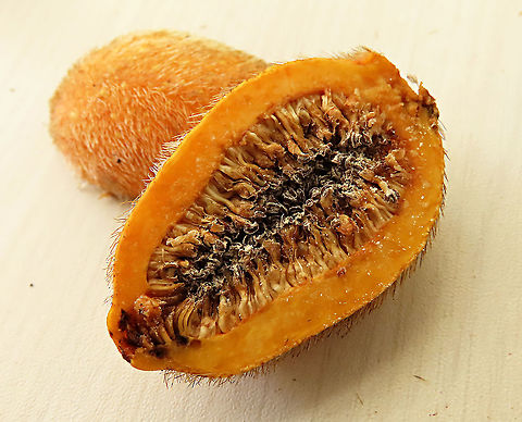 Spiky Fig cross section Figs are unique as the flowers grow inside the fruits. Ficus Cucurbitina, the Spiky Fig, is definitely the world's spikiest fig. Many fig fruits are hairy but none has evolved to have really rigid and sharp hairs like this fig. These sharp hairs are strong and sharp enough to pierce a human skin. Probably evolved this way to prevent most mammals from eating it but ideal for canopy birds as they can feed unharmed with their beaks. Fruits ripen light yellow - orange - dark red - maroonish black. These fruits high up in the canopy where the fig tree grows on another host tree. These fruits were growing about 20m high. We were lucky to find it at its fruiting apex, and after several days, the fruit numbers have reduced greatly. 

Watching this fig tree is one of the best experience for my team (1StopBorneo Wildlife). We are trying to find out which is the most beneficial fig species for wildlife and this fig is definitely one of the best. Lots of animals visited it in both day and night. There are always animals every time we visited the tree.
 Ficus Cucurbitina,Geotagged,Malaysia,Summer