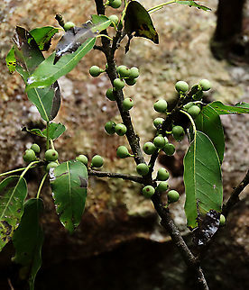 Evergreen White Fig fruits & leaves This fig is a widespread species which are usually found at the coast and common on islands. It is a strangler in which grows as an hemiepiphyte on a host tree and slowly envelops it, thus "strangling" it. Fruits are small and have short peduncle. Fruit ripens green - white - pink - purple. Leaves stay green, even when dried, giving it the latin name "virens" which means green. In Thailand, the leaves are prepared as a delicacy. The common name for this species is "white fig" which is very confusing as the latin name means "green fig". So to solve this issue, I am calling it the "Evergreen White Fig" instead to include both Latin and English name.

My team (1StopBorneo Wildlife) is trying to document all the figs on Borneo as figs are really important in the ecosystem. The more you know about the value of wild figs, the more you understand how to save wildlife better.

 Ficus virens,Geotagged,Malaysia,Summer,White Fig