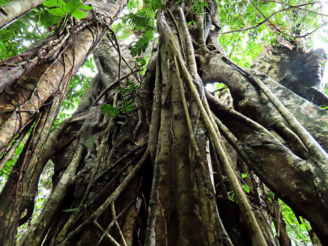 Evergreen White Fig roots The large strangling roots of the white fig tree. This fig is a widespread species which are usually found at the coast and common on islands. It is a strangler in which grows as an hemiepiphyte on a host tree and slowly envelops it, thus &quot;strangling&quot; it. Fruits are small and have short peduncle. Fruit ripens green - white - pink - purple. Leaves stay green, even when dried, giving it the latin name &quot;virens&quot; which means green. In Thailand, the leaves are prepared as a delicacy. The common name for this species is &quot;white fig&quot; which is very confusing as the latin name means &quot;green fig&quot;. So to solve this issue, I am calling it the &quot;Evergreen White Fig&quot; instead to include both Latin and English name.<br />
<br />
My team (1StopBorneo Wildlife) is trying to document all the figs on Borneo as figs are really important in the ecosystem. The more you know about the value of wild figs, the more you understand how to save wildlife better.<br />
<br />
 Ficus virens,Geotagged,Malaysia,Summer,White Fig