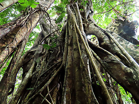 Evergreen White Fig roots The large strangling roots of the white fig tree. This fig is a widespread species which are usually found at the coast and common on islands. It is a strangler in which grows as an hemiepiphyte on a host tree and slowly envelops it, thus "strangling" it. Fruits are small and have short peduncle. Fruit ripens green - white - pink - purple. Leaves stay green, even when dried, giving it the latin name "virens" which means green. In Thailand, the leaves are prepared as a delicacy. The common name for this species is "white fig" which is very confusing as the latin name means "green fig". So to solve this issue, I am calling it the "Evergreen White Fig" instead to include both Latin and English name.

My team (1StopBorneo Wildlife) is trying to document all the figs on Borneo as figs are really important in the ecosystem. The more you know about the value of wild figs, the more you understand how to save wildlife better.

 Ficus virens,Geotagged,Malaysia,Summer,White Fig