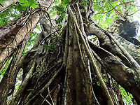 Evergreen White Fig roots The large strangling roots of the white fig tree. This fig is a widespread species which are usually found at the coast and common on islands. It is a strangler in which grows as an hemiepiphyte on a host tree and slowly envelops it, thus "strangling" it. Fruits are small and have short peduncle. Fruit ripens green - white - pink - purple. Leaves stay green, even when dried, giving it the latin name "virens" which means green. In Thailand, the leaves are prepared as a delicacy. The common name for this species is "white fig" which is very confusing as the latin name means "green fig". So to solve this issue, I am calling it the "Evergreen White Fig" instead to include both Latin and English name.<br />
<br />
My team (1StopBorneo Wildlife) is trying to document all the figs on Borneo as figs are really important in the ecosystem. The more you know about the value of wild figs, the more you understand how to save wildlife better.<br />
<br />
 Ficus virens,Geotagged,Malaysia,Summer,White Fig