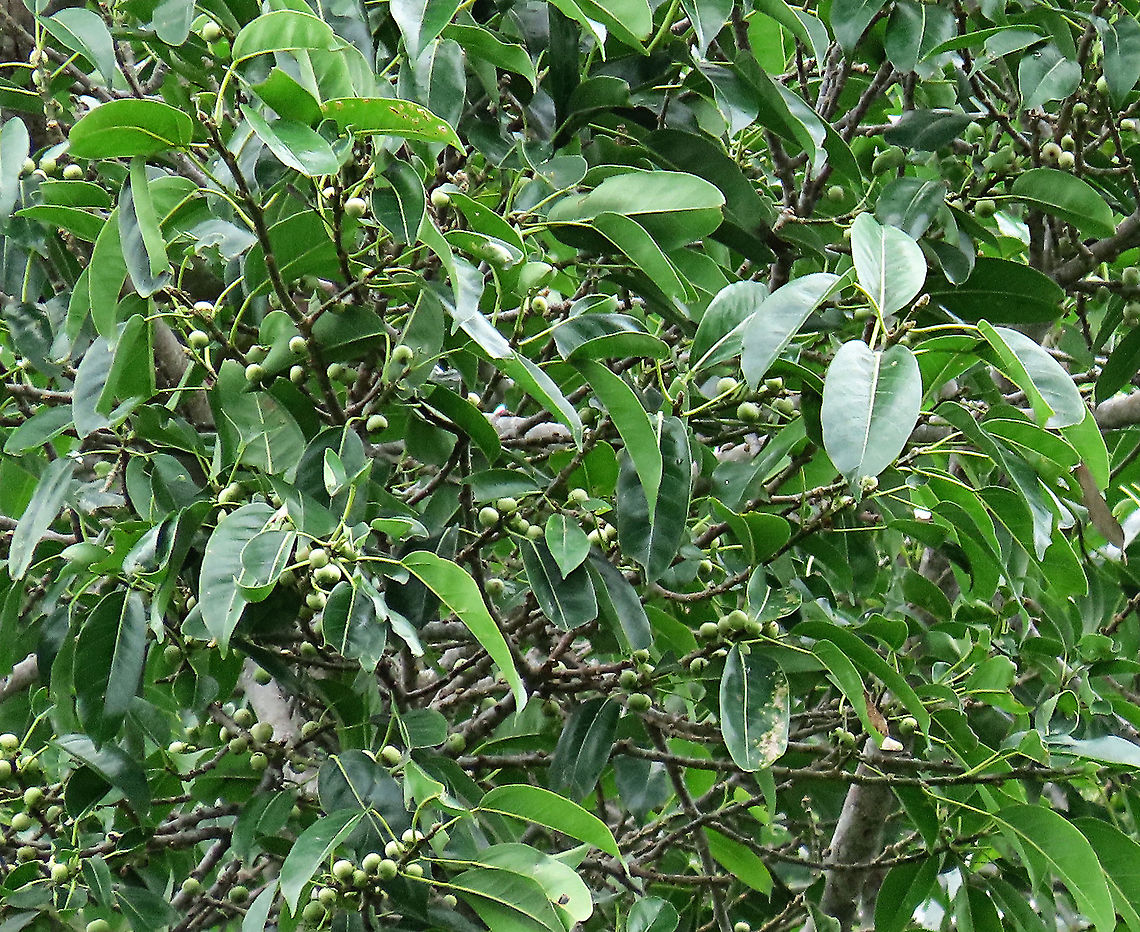 Evergreen White Fig fruiting heavily This fig is a widespread species which are usually found at the coast and common on islands. It is a strangler in which grows as an hemiepiphyte on a host tree and slowly envelops it, thus &quot;strangling&quot; it. Fruits are small and have short peduncle. Fruit ripens green - white - pink - purple. Leaves stay green, even when dried, giving it the latin name &quot;virens&quot; which means green. In Thailand, the leaves are prepared as a delicacy. The common name for this species is &quot;white fig&quot; which is very confusing as the latin name means &quot;green fig&quot;. So to solve this issue, I am calling it the &quot;Evergreen White Fig&quot; instead to include both Latin and English name.<br />
<br />
My team (1StopBorneo Wildlife) is trying to document all the figs on Borneo as figs are really important in the ecosystem. The more you know about the value of wild figs, the more you understand how to save wildlife better.<br />
<br />
 Ficus virens,Geotagged,Malaysia,Summer,White Fig