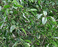 Evergreen White Fig fruiting heavily This fig is a widespread species which are usually found at the coast and common on islands. It is a strangler in which grows as an hemiepiphyte on a host tree and slowly envelops it, thus "strangling" it. Fruits are small and have short peduncle. Fruit ripens green - white - pink - purple. Leaves stay green, even when dried, giving it the latin name "virens" which means green. In Thailand, the leaves are prepared as a delicacy. The common name for this species is "white fig" which is very confusing as the latin name means "green fig". So to solve this issue, I am calling it the "Evergreen White Fig" instead to include both Latin and English name.<br />
<br />
My team (1StopBorneo Wildlife) is trying to document all the figs on Borneo as figs are really important in the ecosystem. The more you know about the value of wild figs, the more you understand how to save wildlife better.<br />
<br />
 Ficus virens,Geotagged,Malaysia,Summer,White Fig