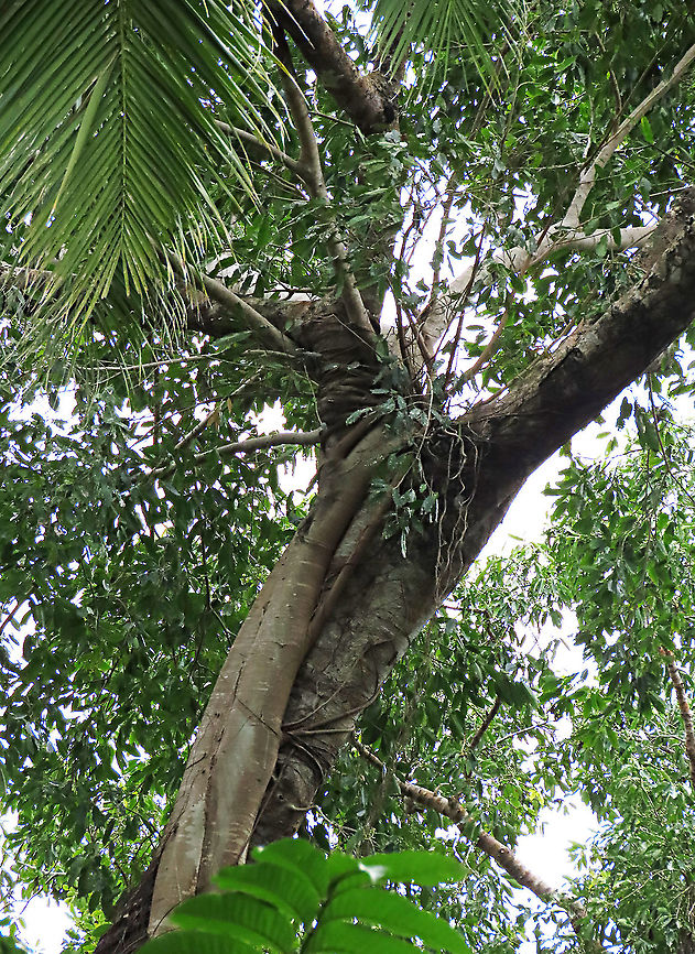 Evergreen White Fig strangling a tree The white trunk belongs to the tree which is growing on a host tree. Most of the leaves in the photo belongs to the fig tree. It is a strangler in which grows as an hemiepiphyte on a host tree and slowly envelops it, thus "strangling" it. This fig is a widespread species which are usually found at the coast and common on islands. Fruits are small and have short peduncle. Fruit ripens green - white - pink - purple. Leaves stay green, even when dried, giving it the latin name "virens" which means green. In Thailand, the leaves are prepared as a delicacy. The common name for this species is "white fig" which is very confusing as the latin name means "green fig". So to solve this issue, I am calling it the "Evergreen White Fig" instead to include both Latin and English name.<br />
<br />
My team (1StopBorneo Wildlife) is trying to document all the figs on Borneo as figs are really important in the ecosystem. The more you know about the value of wild figs, the more you understand how to save wildlife better.<br />
<br />
 Ficus virens,Geotagged,Malaysia,Summer,White Fig
