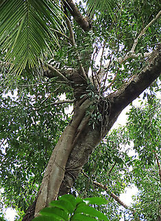 Evergreen White Fig strangling a tree The white trunk belongs to the tree which is growing on a host tree. Most of the leaves in the photo belongs to the fig tree. It is a strangler in which grows as an hemiepiphyte on a host tree and slowly envelops it, thus "strangling" it. This fig is a widespread species which are usually found at the coast and common on islands. Fruits are small and have short peduncle. Fruit ripens green - white - pink - purple. Leaves stay green, even when dried, giving it the latin name "virens" which means green. In Thailand, the leaves are prepared as a delicacy. The common name for this species is "white fig" which is very confusing as the latin name means "green fig". So to solve this issue, I am calling it the "Evergreen White Fig" instead to include both Latin and English name.

My team (1StopBorneo Wildlife) is trying to document all the figs on Borneo as figs are really important in the ecosystem. The more you know about the value of wild figs, the more you understand how to save wildlife better.

 Ficus virens,Geotagged,Malaysia,Summer,White Fig