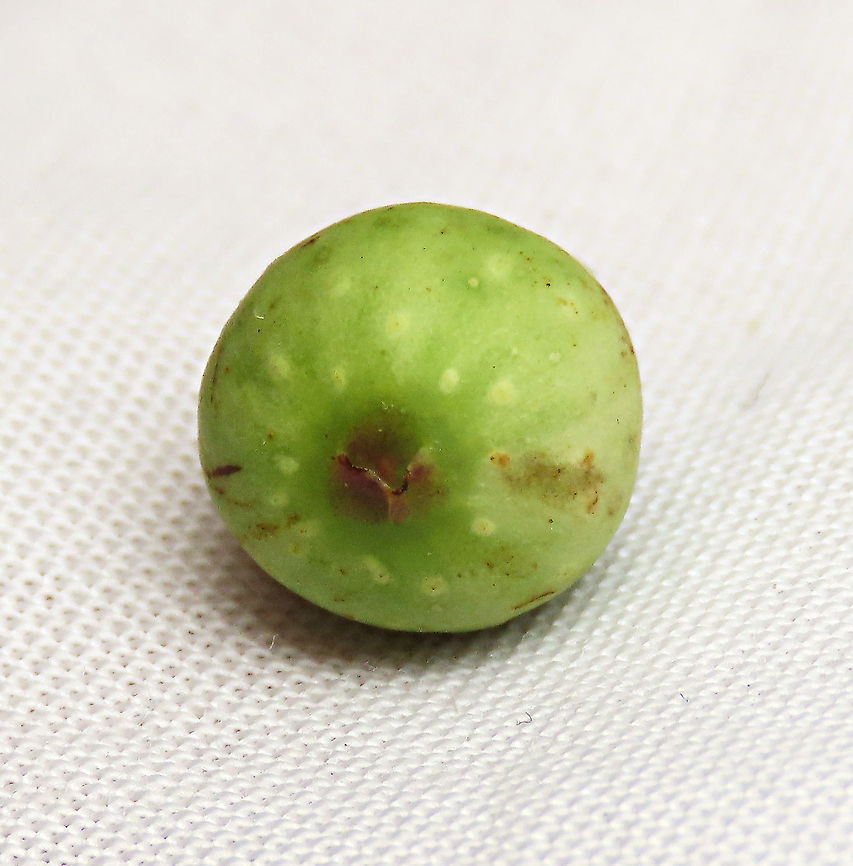 Evergreen White Fig ostiole bracts The ostiole is an opening where fig wasps enter to pollinate it. It is covered by bracts so only certain size and shape of wasp can enter. This fig is a widespread species which are usually found at the coast and common on islands. It is a strangler in which grows as an hemiepiphyte on a host tree and slowly envelops it, thus "strangling" it. Fruits are small and have short peduncle. Fruit ripens green - white - pink - purple. Leaves stay green, even when dried, giving it the latin name "virens" which means green. In Thailand, the leaves are prepared as a delicacy. The common name for this species is "white fig" which is very confusing as the latin name means "green fig". So to solve this issue, I am calling it the "Evergreen White Fig" instead to include both Latin and English name.<br />
<br />
My team (1StopBorneo Wildlife) is trying to document all the figs on Borneo as figs are really important in the ecosystem. The more you know about the value of wild figs, the more you understand how to save wildlife better.<br />
<br />
 Ficus virens,Geotagged,Malaysia,Summer,White Fig