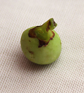 Evergreen White Fig cap/calyx This fig is a widespread species which are usually found at the coast and common on islands. It is a strangler in which grows as an hemiepiphyte on a host tree and slowly envelops it, thus "strangling" it. Fruits are small and have short peduncle. Fruit ripens green - white - pink - purple. Leaves stay green, even when dried, giving it the latin name "virens" which means green. In Thailand, the leaves are prepared as a delicacy. The common name for this species is "white fig" which is very confusing as the latin name means "green fig". So to solve this issue, I am calling it the "Evergreen White Fig" instead to include both Latin and English name.

My team (1StopBorneo Wildlife) is trying to document all the figs on Borneo as figs are really important in the ecosystem. The more you know about the value of wild figs, the more you understand how to save wildlife better.

 Ficus virens,Geotagged,Malaysia,Summer,White Fig