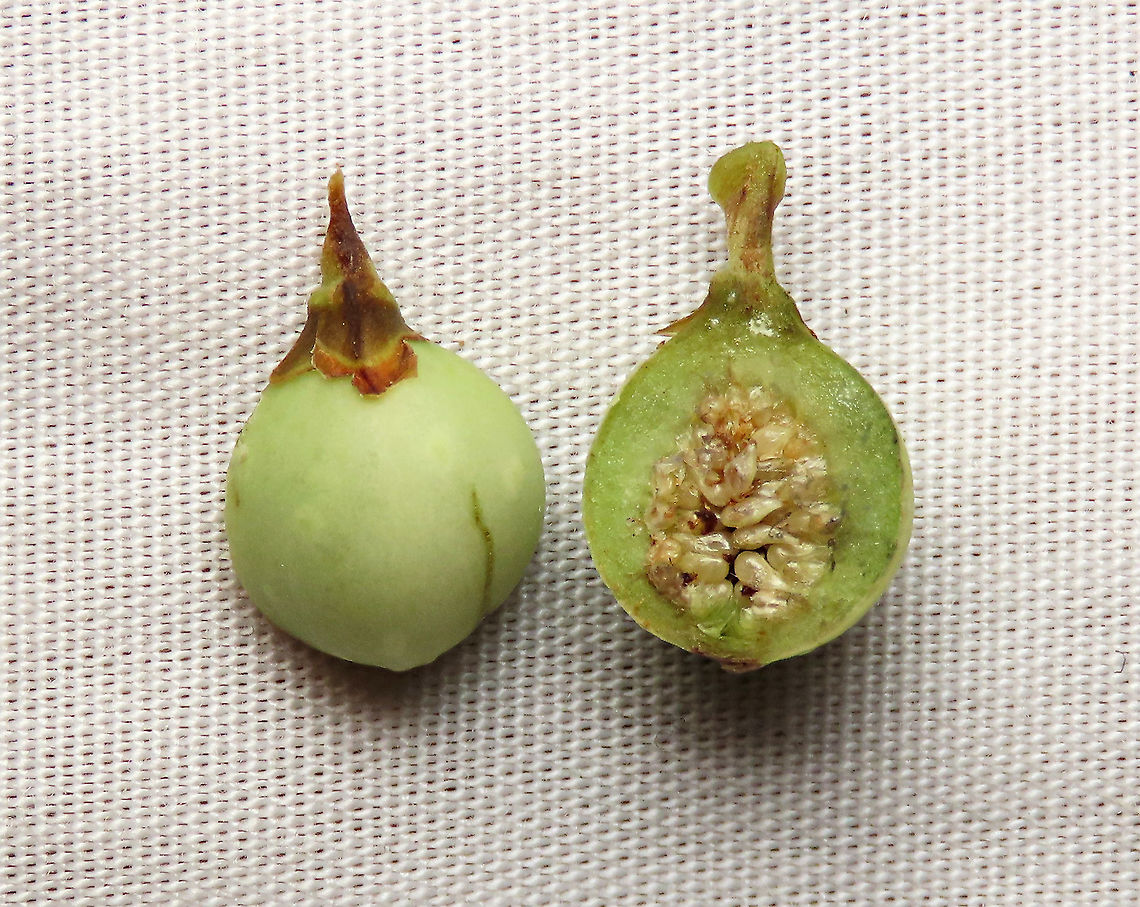 Evergreen White Fig insides This fig is a widespread species which are usually found at the coast and common on islands. It is a strangler in which grows as an hemiepiphyte on a host tree and slowly envelops it, thus &quot;strangling&quot; it. Fruits are small and have short peduncle. Fruit ripens green - white - pink - purple. Leaves stay green, even when dried, giving it the latin name &quot;virens&quot; which means green. In Thailand, the leaves are prepared as a delicacy. The common name for this species is &quot;white fig&quot; which is very confusing as the latin name means &quot;green fig&quot;. So to solve this issue, I am calling it the &quot;Evergreen White Fig&quot; instead to include both Latin and English name.<br />
<br />
My team (1StopBorneo Wildlife) is trying to document all the figs on Borneo as figs are really important in the ecosystem. The more you know about the value of wild figs, the more you understand how to save wildlife better.<br />
<br />
 Ficus virens,Geotagged,Malaysia,Summer,White Fig