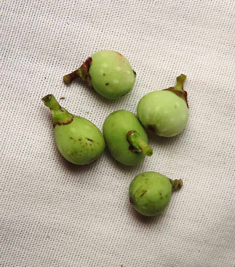 Evergreen White Fig little fruits Little fig fruits that has fallen. This fig is a widespread species which are usually found at the coast and common on islands. It is a strangler in which grows as an hemiepiphyte on a host tree and slowly envelops it, thus &quot;strangling&quot; it. Fruits are small and have short peduncle. Fruit ripens green - white - pink - purple. Leaves stay green, even when dried, giving it the latin name &quot;virens&quot; which means green. In Thailand, the leaves are prepared as a delicacy. The common name for this species is &quot;white fig&quot; which is very confusing as the latin name means &quot;green fig&quot;. So to solve this issue, I am calling it the &quot;Evergreen White Fig&quot; instead to include both Latin and English name.<br />
<br />
My team (1StopBorneo Wildlife) is trying to document all the figs on Borneo as figs are really important in the ecosystem. The more you know about the value of wild figs, the more you understand how to save wildlife better.<br />
<br />
 Ficus virens,Geotagged,Malaysia,Summer,White Fig