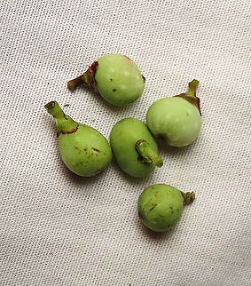 Evergreen White Fig little fruits Little fig fruits that has fallen. This fig is a widespread species which are usually found at the coast and common on islands. It is a strangler in which grows as an hemiepiphyte on a host tree and slowly envelops it, thus "strangling" it. Fruits are small and have short peduncle. Fruit ripens green - white - pink - purple. Leaves stay green, even when dried, giving it the latin name "virens" which means green. In Thailand, the leaves are prepared as a delicacy. The common name for this species is "white fig" which is very confusing as the latin name means "green fig". So to solve this issue, I am calling it the "Evergreen White Fig" instead to include both Latin and English name.

My team (1StopBorneo Wildlife) is trying to document all the figs on Borneo as figs are really important in the ecosystem. The more you know about the value of wild figs, the more you understand how to save wildlife better.

 Ficus virens,Geotagged,Malaysia,Summer,White Fig