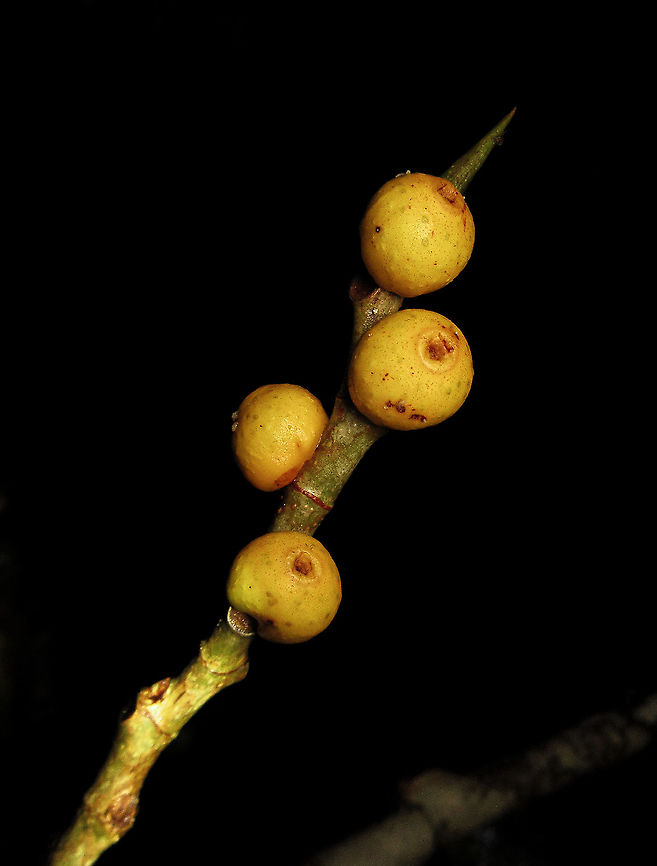 Yellow Pea Fig A shrub fig tree fruiting with lots of small yellow fruits. The latin name "Ficus pisocarpa" means pea fig fruit for its small rounded shape. Fruits are distinct with the vivid yellow colour and the protruding rim on the ostiole at the bottom of the fruits. Fall,Ficus pisocarpa,Geotagged,Malaysia