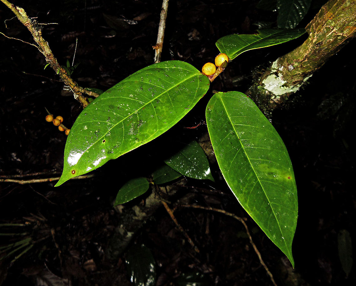 Yellow Pea Fig A shrub fig tree fruiting with lots of small yellow fruits. The latin name &quot;Ficus pisocarpa&quot; means pea fig fruit for its small rounded shape. Fruits are distinct with the vivid yellow colour and the protruding rim on the ostiole at the bottom of the fruits. Fall,Ficus pisocarpa,Geotagged,Malaysia