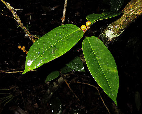 Yellow Pea Fig A shrub fig tree fruiting with lots of small yellow fruits. The latin name "Ficus pisocarpa" means pea fig fruit for its small rounded shape. Fruits are distinct with the vivid yellow colour and the protruding rim on the ostiole at the bottom of the fruits. Fall,Ficus pisocarpa,Geotagged,Malaysia