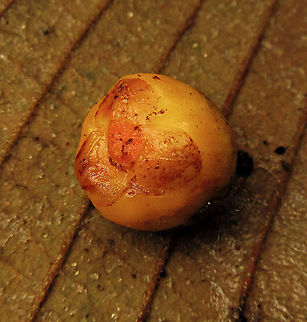 Yellow Pea Fig A shrub fig tree fruiting with lots of small yellow fruits. The latin name "Ficus pisocarpa" means pea fig fruit for its small rounded shape. Fruits are distinct with the vivid yellow colour and the protruding rim on the ostiole at the bottom of the fruits. Fall,Ficus pisocarpa,Geotagged,Malaysia