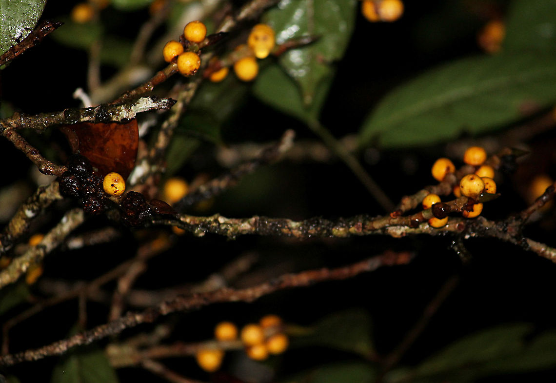 Yellow Pea Fig A shrub fig tree fruiting with lots of small yellow fruits. The latin name &quot;Ficus pisocarpa&quot; means pea fig fruit for its small rounded shape. Fruits are distinct with the vivid yellow colour and the protruding rim on the ostiole at the bottom of the fruits. Fall,Ficus pisocarpa,Geotagged,Malaysia