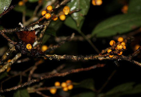 Yellow Pea Fig A shrub fig tree fruiting with lots of small yellow fruits. The latin name "Ficus pisocarpa" means pea fig fruit for its small rounded shape. Fruits are distinct with the vivid yellow colour and the protruding rim on the ostiole at the bottom of the fruits. Fall,Ficus pisocarpa,Geotagged,Malaysia