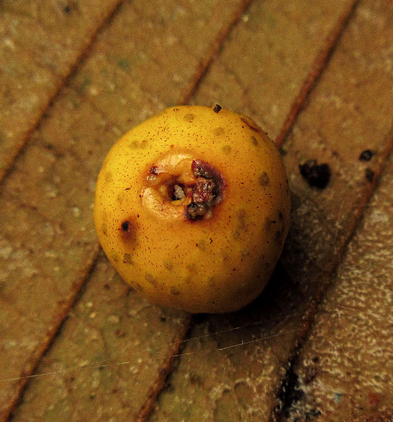 Yellow Pea Fig A shrub fig tree fruiting with lots of small yellow fruits. The latin name &quot;Ficus pisocarpa&quot; means pea fig fruit for its small rounded shape. Fruits are distinct with the vivid yellow colour and the protruding rim on the ostiole at the bottom of the fruits.<br />
<br />
 Fall,Ficus pisocarpa,Geotagged,Malaysia