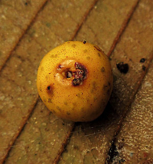 Yellow Pea Fig A shrub fig tree fruiting with lots of small yellow fruits. The latin name "Ficus pisocarpa" means pea fig fruit for its small rounded shape. Fruits are distinct with the vivid yellow colour and the protruding rim on the ostiole at the bottom of the fruits.

 Fall,Ficus pisocarpa,Geotagged,Malaysia