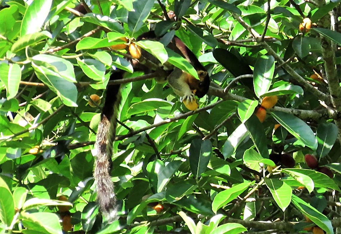 Giant Squirrel having a feast A large squirrel enjoying the fruits of the Spiky Fig (Ficus Cucurbitina). Looks like this guy knows how to carefully remove the spiky skin of the fruit. <br />
<br />
This was part of a few days observation made by 1StopBorneo Wildlife team to document the ecological importance of this fig tree as a suitable candidate for reforestation projects.<br />
<br />
 Cream-coloured giant squirrel,Geotagged,Malaysia,Ratufa affinis