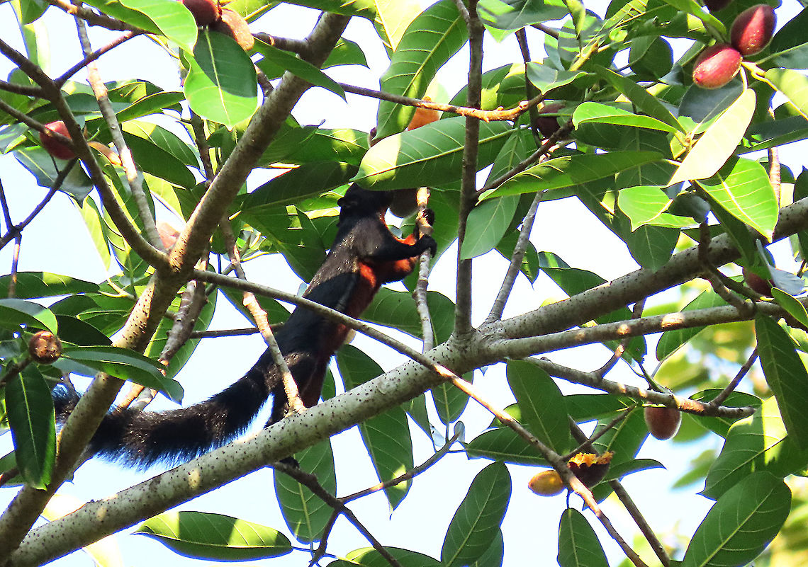 Prevost's Squirrel looking for some figs The most commonest of squirrels here! Even it is opportunistic to feed to this spiky figs (Ficus cucurbitina) and that is why this species is so successful. <br />
<br />
<br />
This was part of a few days observation made by 1StopBorneo Wildlife team to document the ecological importance of this fig tree as a suitable candidate for reforestation projects. Callosciurus prevostii,Geotagged,Malaysia,Prevost's squirrel,Summer