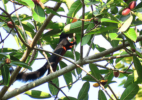 Prevost's Squirrel looking for some figs The most commonest of squirrels here! Even it is opportunistic to feed to this spiky figs (Ficus cucurbitina) and that is why this species is so successful. 


This was part of a few days observation made by 1StopBorneo Wildlife team to document the ecological importance of this fig tree as a suitable candidate for reforestation projects. Callosciurus prevostii,Geotagged,Malaysia,Prevost's squirrel,Summer