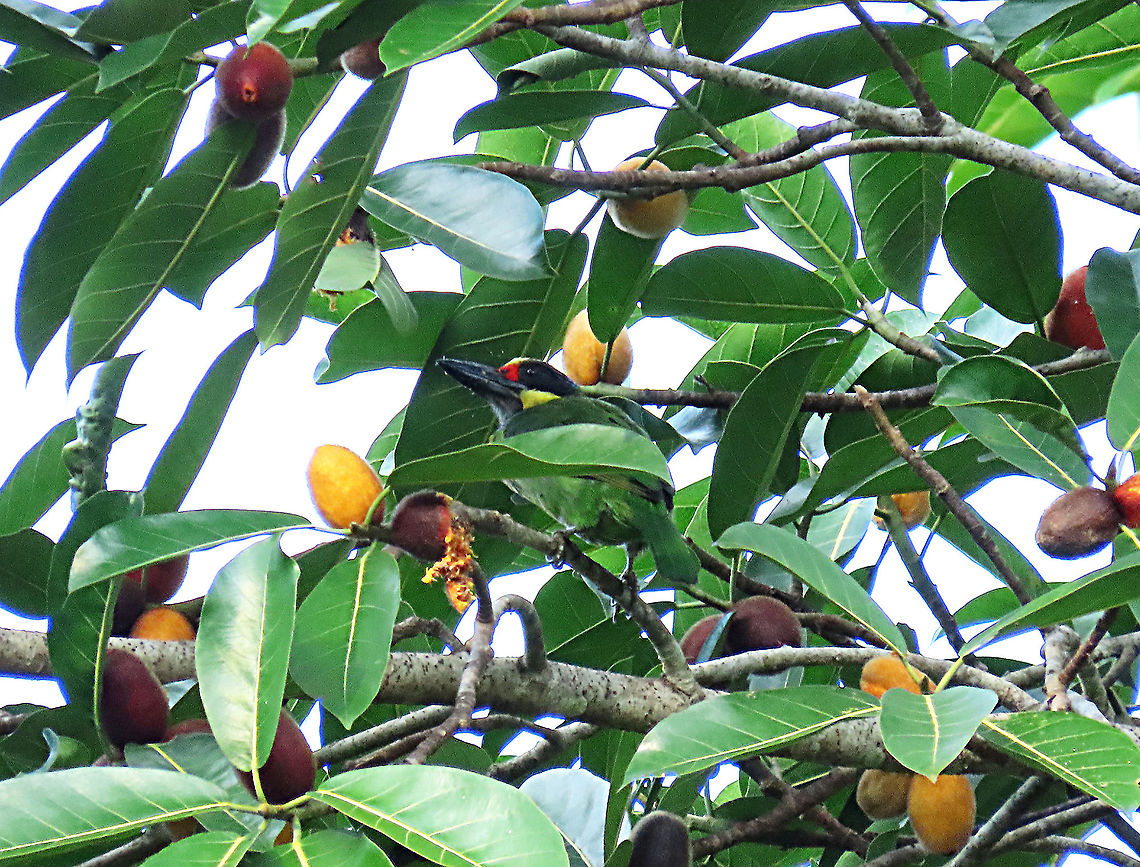 Golden-faced Barbet looking hungry A bird which is always heard but seldom seen due to its less active behaviour and good camouflage. This barbet is a fig-lover as you can find eat feeding on many species of wild fig fruits. This time it is on a Spiky Fig tree (Ficus cucurbitina). This species is still a taxonomic confusion where some people regard it as a Golden-faced Barbet <br />
 (Psilopogon chrysopsis), different species from the main golden-whiskered barbet (Psilopogon chrysopogon). We really lack of an international taxonomic body to make a universal agreement on the species status.<br />
<br />
<br />
This was part of a few days observation made by 1StopBorneo Wildlife team to document the ecological importance of this fig tree as a suitable candidate for reforestation projects. Geotagged,Golden-whiskered barbet,Malaysia,Psilopogon chrysopogon,Summer