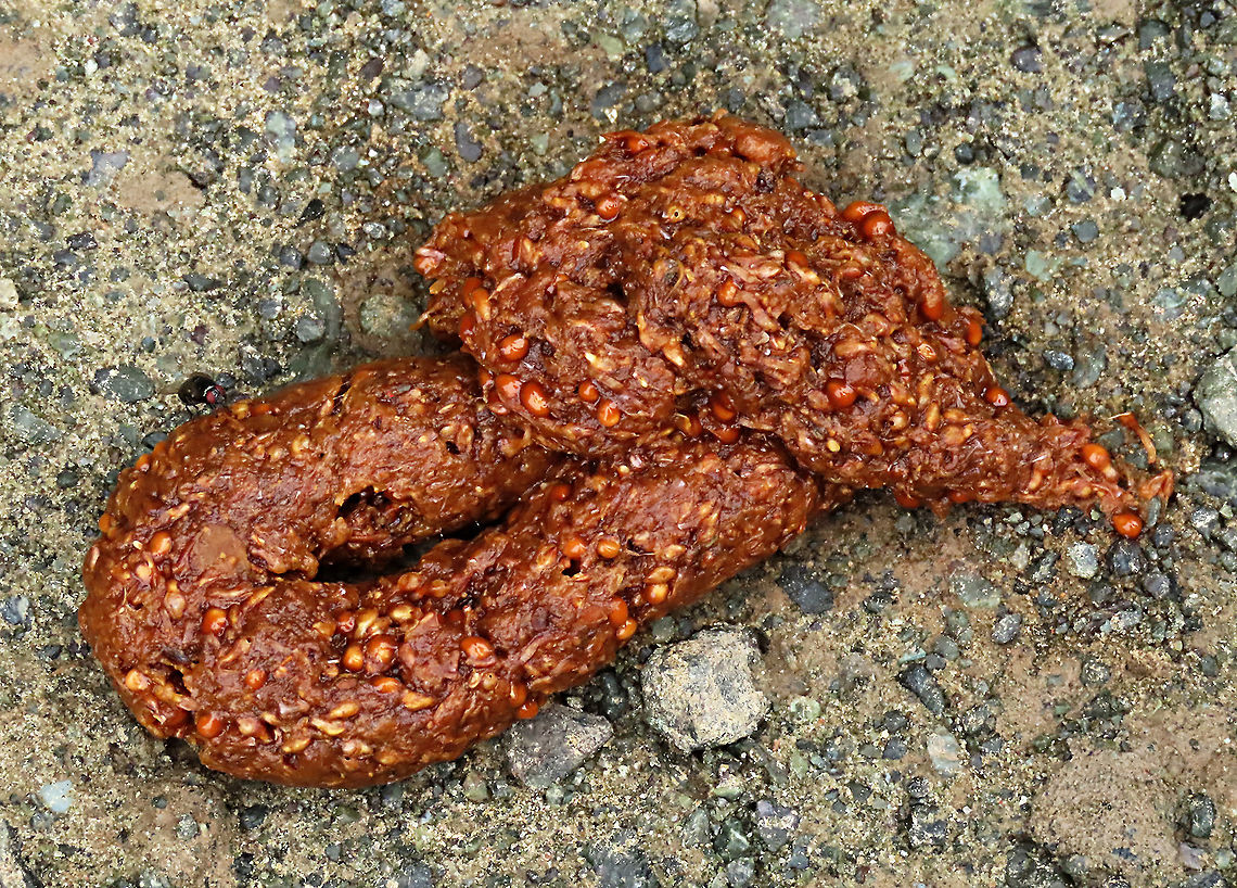 Civet Dung A very fresh dung of some kind of civet left on the road. You can see the seeds inside from the spiky fig (Ficus Cucurbitina). Civets are a reliable species of fig dispersers.<br />
<br />
<br />
This was part of a few days observation made by 1StopBorneo Wildlife team to document the ecological importance of this fig tree as a suitable candidate for reforestation projects. Geotagged,Malaysia,Summer