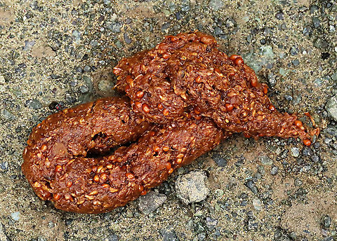 Civet Dung A very fresh dung of some kind of civet left on the road. You can see the seeds inside from the spiky fig (Ficus Cucurbitina). Civets are a reliable species of fig dispersers.


This was part of a few days observation made by 1StopBorneo Wildlife team to document the ecological importance of this fig tree as a suitable candidate for reforestation projects. Geotagged,Malaysia,Summer