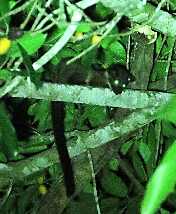 Borneo Striped Palm Civet resting A nocturnal civet having a rest after eating quite some fruits. There were 3-4 of them on this spiky fig tree (Ficus cucurbitina). The small-toothed palm civet may be found across Southeast Asia but the Borneo subspecies (Arctogalidia trivirgata stigmaticus) is quite distinct and could be a separate species upon further taxonomy revision.<br />
<br />
<br />
This was part of a few days observation made by 1StopBorneo Wildlife team to document the ecological importance of this fig tree as a suitable candidate for reforestation projects. Arctogalidia trivirgata,Geotagged,Malaysia,Small-toothed palm civet,Summer
