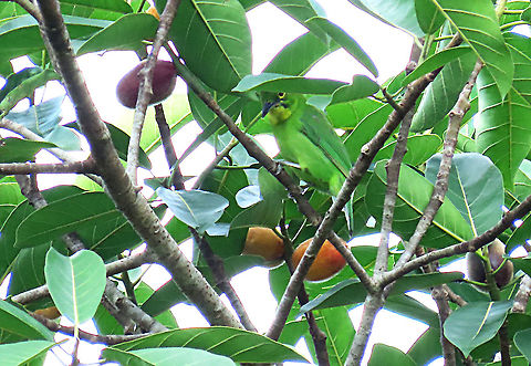 Greater Leafbird (female) A flock of Greater Leafbirds were looking for some good fruits on this Spiky Fig tree. Birds with small beaks like these leafbirds can easily get into the flesh of the fig bypassing the sharp hairs. Leafbirds are named after their green color which helps them camouflage among leaf foliage perfectly. The males have black heads while the females are fully green with yellow "eyeliner". Epiphytic fig like this spiky fig depends on canopy birds like these to disperse its seeds onto another host tree. This is recorded during our few days observation to document the ecological value of this fig species as an important species for our reforestation projects. 

The Spiky Fig (Ficus cucurbitina):
https://www.jungledragon.com/image/104512/spiky_fig.html
https://www.jungledragon.com/image/104602/spiky_fig_tree.html
 Chloropsis sonnerati,Geotagged,Greater green leafbird,Malaysia,Summer