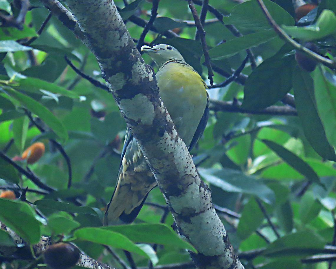 Large green pigeon (female) A flock of these large green pigeons on the Spiky Fig tree in a misty morning. Birds with small beaks like these pigeons can easily get into the flesh of the fig bypassing the sharp hairs. Epiphytic fig like this spiky fig depends on canopy birds like these to disperse its seeds onto another host tree. This is recorded during our few days observation to document the ecological value of this fig species as an important species for our reforestation projects. <br />
<br />
The Spiky Fig (Ficus cucurbitina):<br />
<figure class="photo"><a href="https://www.jungledragon.com/image/104512/spiky_fig.html" title="Spiky Fig"><img src="https://s3.amazonaws.com/media.jungledragon.com/images/3336/104512_thumb.JPG?AWSAccessKeyId=05GMT0V3GWVNE7GGM1R2&Expires=1770854410&Signature=GfaxHFEUo31zbzkaps8%2FZycoFJk%3D" width="200" height="148" alt="Spiky Fig Ficus Cucurbitina, the Spiky Fig, is definitely the world's spikiest fig. Many fig fruits are hairy but none has evolved to have really rigid and sharp hairs like this fig. These sharp hairs are strong and sharp enough to pierce a human skin. Probably evolved this way to prevent primates from eating it and only birds with hard beaks can feed and disperse it. Fruits ripen light yellow - orange - dark red - maroonish black. These fruits high up in the canopy where the fig tree grows on another host tree. These fruits were growing about 20m high. We were lucky to find it at its fruiting apex, and after several days, the fruit numbers have reduced greatly.<br />
<br />
Watching this fig tree is one of the best experience for my team (1StopBorneo Wildlife). We are trying to find out which is the most beneficial fig species for wildlife and this fig is definitely one of the best. Lots of animals visited it in both day and night. There are always animals every time we visited the tree.<br />
 Ficus Cucurbitina,Geotagged,Malaysia,Summer" /></a></figure><br />
<figure class="photo"><a href="https://www.jungledragon.com/image/104602/spiky_fig_tree.html" title="Spiky Fig tree"><img src="https://s3.amazonaws.com/media.jungledragon.com/images/3336/104602_thumb.JPG?AWSAccessKeyId=05GMT0V3GWVNE7GGM1R2&Expires=1770854410&Signature=AarFY7uwtYqfc6oOrFfyTrF07Ug%3D" width="200" height="164" alt="Spiky Fig tree The fig branches growing outwards from the host tree. You can still see the host tree's leaves at the very top. The host tree is an Artocarpus elasticus. The epiphyte, the Spiky Fig (Ficus Cucurbitina), is definitely the world's spikiest fig. Many fig fruits are hairy but none has evolved to have really rigid and sharp hairs like this fig. These sharp hairs are strong and sharp enough to pierce a human skin. Probably evolved this way to prevent most mammals from eating it but ideal for canopy birds as they can feed unharmed with their beaks. Fruits ripen light yellow - orange - dark red - maroonish black. These fruits high up in the canopy where the fig tree grows on another host tree. These fruits were growing about 20m high. We were lucky to find it at its fruiting apex, and after several days, the fruit numbers have reduced greatly. <br />
<br />
Watching this fig tree is one of the best experience for my team (1StopBorneo Wildlife). We are trying to find out which is the most beneficial fig species for wildlife and this fig is definitely one of the best. Lots of animals visited it in both day and night. There are always animals every time we visited the tree.<br />
 Ficus Cucurbitina,Geotagged,Malaysia,Summer" /></a></figure><br />
 Geotagged,Large green pigeon,Malaysia,Summer,Treron capellei