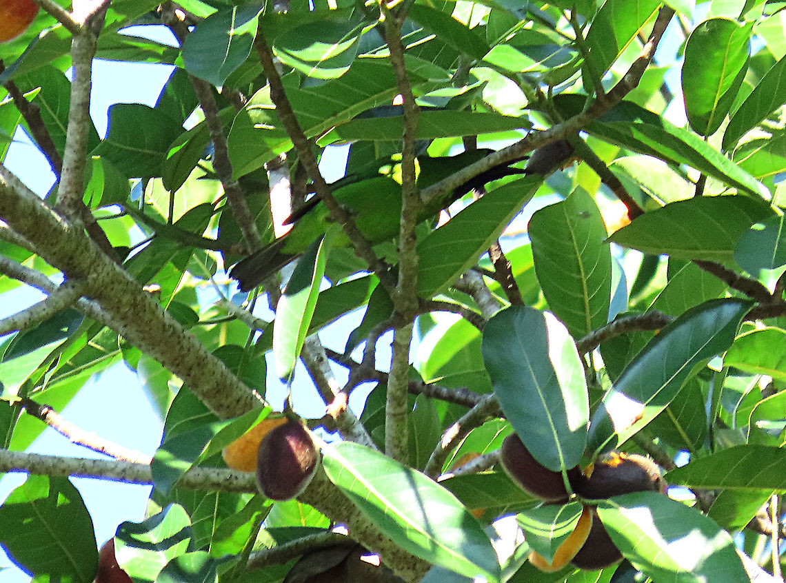 Greater Leafbird (male) feeding A flock of Greater Leafbirds were looking for some good fruits on this Spiky Fig tree. Birds with small beaks like these leafbirds can easily get into the flesh of the fig bypassing the sharp hairs. Leafbirds are named after their green color which helps them camouflage among leaf foliage perfectly. The males have black heads while the females are fully green with yellow &quot;eyeliner&quot;. Epiphytic fig like this spiky fig depends on canopy birds like these to disperse its seeds onto another host tree. This is recorded during our few days observation to document the ecological value of this fig species as an important species for our reforestation projects. <br />
<br />
The Spiky Fig (Ficus cucurbitina):<br />
<figure class="photo"><a href="https://www.jungledragon.com/image/104608/spiky_fig_cross_section.html" title="Spiky Fig cross section"><img src="https://s3.amazonaws.com/media.jungledragon.com/images/3336/104608_thumb.JPG?AWSAccessKeyId=05GMT0V3GWVNE7GGM1R2&Expires=1759968010&Signature=8%2BFRAPTRvn5WTM2TsNLz0tWT3ak%3D" width="200" height="162" alt="Spiky Fig cross section Figs are unique as the flowers grow inside the fruits. Ficus Cucurbitina, the Spiky Fig, is definitely the world&#039;s spikiest fig. Many fig fruits are hairy but none has evolved to have really rigid and sharp hairs like this fig. These sharp hairs are strong and sharp enough to pierce a human skin. Probably evolved this way to prevent most mammals from eating it but ideal for canopy birds as they can feed unharmed with their beaks. Fruits ripen light yellow - orange - dark red - maroonish black. These fruits high up in the canopy where the fig tree grows on another host tree. These fruits were growing about 20m high. We were lucky to find it at its fruiting apex, and after several days, the fruit numbers have reduced greatly. <br />
<br />
Watching this fig tree is one of the best experience for my team (1StopBorneo Wildlife). We are trying to find out which is the most beneficial fig species for wildlife and this fig is definitely one of the best. Lots of animals visited it in both day and night. There are always animals every time we visited the tree.<br />
 Ficus Cucurbitina,Geotagged,Malaysia,Summer" /></a></figure><br />
<figure class="photo"><a href="https://www.jungledragon.com/image/104602/spiky_fig_tree.html" title="Spiky Fig tree"><img src="https://s3.amazonaws.com/media.jungledragon.com/images/3336/104602_thumb.JPG?AWSAccessKeyId=05GMT0V3GWVNE7GGM1R2&Expires=1759968010&Signature=d%2FufpafQdKX39DnZYHgHEEzbPmI%3D" width="200" height="164" alt="Spiky Fig tree The fig branches growing outwards from the host tree. You can still see the host tree&#039;s leaves at the very top. The host tree is an Artocarpus elasticus. The epiphyte, the Spiky Fig (Ficus Cucurbitina), is definitely the world&#039;s spikiest fig. Many fig fruits are hairy but none has evolved to have really rigid and sharp hairs like this fig. These sharp hairs are strong and sharp enough to pierce a human skin. Probably evolved this way to prevent most mammals from eating it but ideal for canopy birds as they can feed unharmed with their beaks. Fruits ripen light yellow - orange - dark red - maroonish black. These fruits high up in the canopy where the fig tree grows on another host tree. These fruits were growing about 20m high. We were lucky to find it at its fruiting apex, and after several days, the fruit numbers have reduced greatly. <br />
<br />
Watching this fig tree is one of the best experience for my team (1StopBorneo Wildlife). We are trying to find out which is the most beneficial fig species for wildlife and this fig is definitely one of the best. Lots of animals visited it in both day and night. There are always animals every time we visited the tree.<br />
 Ficus Cucurbitina,Geotagged,Malaysia,Summer" /></a></figure><br />
 Chloropsis sonnerati,Geotagged,Greater green leafbird,Malaysia,Summer