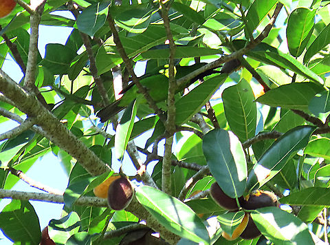 Greater Leafbird (male) feeding A flock of Greater Leafbirds were looking for some good fruits on this Spiky Fig tree. Birds with small beaks like these leafbirds can easily get into the flesh of the fig bypassing the sharp hairs. Leafbirds are named after their green color which helps them camouflage among leaf foliage perfectly. The males have black heads while the females are fully green with yellow "eyeliner". Epiphytic fig like this spiky fig depends on canopy birds like these to disperse its seeds onto another host tree. This is recorded during our few days observation to document the ecological value of this fig species as an important species for our reforestation projects. 

The Spiky Fig (Ficus cucurbitina):
https://www.jungledragon.com/image/104608/spiky_fig_cross_section.html
https://www.jungledragon.com/image/104602/spiky_fig_tree.html
 Chloropsis sonnerati,Geotagged,Greater green leafbird,Malaysia,Summer