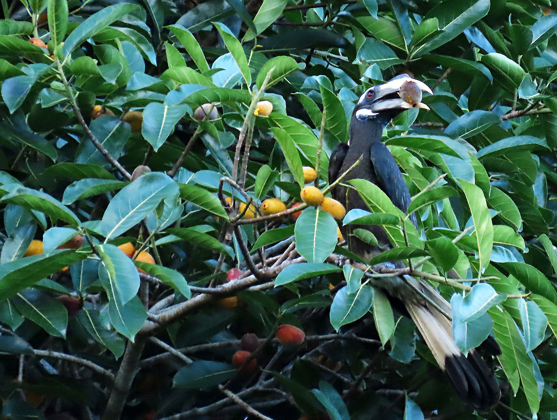Bushy-crested Hornbill with a fruit A flock of Bushy-crested Hornbills were looking for some ripe fruits on this Spiky Fig tree. There are 8 species of hornbills in Borneo and this species is the only one that live in a flock. Hornbills are large enough to swallow the spiky fig whole but before they do that, they have to carefully mash the fruit until it is inside out so the spikes are buried into the flesh and it would be smoother to swallow. Epiphytic fig like this spiky fig depends on canopy birds like these to disperse its seeds onto another host tree. Wild figs are a very important food source to hornbills. This is recorded during our few days observation to document the ecological value of this fig species as an important species for our reforestation projects.<br />
<br />
The Spiky Fig (Ficus cucurbitina):<br />
<figure class="photo"><a href="https://www.jungledragon.com/image/104607/very_ripe_spiky_fig.html" title="very ripe Spiky Fig"><img src="https://s3.amazonaws.com/media.jungledragon.com/images/3336/104607_thumb.JPG?AWSAccessKeyId=05GMT0V3GWVNE7GGM1R2&Expires=1763596810&Signature=tLkoSFVsBuQKSljioPkj4x5TDRY%3D" width="200" height="160" alt="very ripe Spiky Fig Ficus Cucurbitina, the Spiky Fig, is definitely the world&#039;s spikiest fig. Many fig fruits are hairy but none has evolved to have really rigid and sharp hairs like this fig. These sharp hairs are strong and sharp enough to pierce a human skin. Probably evolved this way to prevent most mammals from eating it but ideal for canopy birds as they can feed unharmed with their beaks. Fruits ripen light yellow - orange - dark red - maroonish black. These fruits high up in the canopy where the fig tree grows on another host tree. These fruits were growing about 20m high. We were lucky to find it at its fruiting apex, and after several days, the fruit numbers have reduced greatly. <br />
<br />
Watching this fig tree is one of the best experience for my team (1StopBorneo Wildlife). We are trying to find out which is the most beneficial fig species for wildlife and this fig is definitely one of the best. Lots of animals visited it in both day and night. There are always animals every time we visited the tree.<br />
 Ficus Cucurbitina,Geotagged,Malaysia,Summer" /></a></figure><br />
<figure class="photo"><a href="https://www.jungledragon.com/image/104602/spiky_fig_tree.html" title="Spiky Fig tree"><img src="https://s3.amazonaws.com/media.jungledragon.com/images/3336/104602_thumb.JPG?AWSAccessKeyId=05GMT0V3GWVNE7GGM1R2&Expires=1763596810&Signature=q3qSqToWzlEaPWtSpnLjDj2SoKc%3D" width="200" height="164" alt="Spiky Fig tree The fig branches growing outwards from the host tree. You can still see the host tree&#039;s leaves at the very top. The host tree is an Artocarpus elasticus. The epiphyte, the Spiky Fig (Ficus Cucurbitina), is definitely the world&#039;s spikiest fig. Many fig fruits are hairy but none has evolved to have really rigid and sharp hairs like this fig. These sharp hairs are strong and sharp enough to pierce a human skin. Probably evolved this way to prevent most mammals from eating it but ideal for canopy birds as they can feed unharmed with their beaks. Fruits ripen light yellow - orange - dark red - maroonish black. These fruits high up in the canopy where the fig tree grows on another host tree. These fruits were growing about 20m high. We were lucky to find it at its fruiting apex, and after several days, the fruit numbers have reduced greatly. <br />
<br />
Watching this fig tree is one of the best experience for my team (1StopBorneo Wildlife). We are trying to find out which is the most beneficial fig species for wildlife and this fig is definitely one of the best. Lots of animals visited it in both day and night. There are always animals every time we visited the tree.<br />
 Ficus Cucurbitina,Geotagged,Malaysia,Summer" /></a></figure> Anorrhinus galeritus,Bushy-crested hornbill,Geotagged,Malaysia,Summer