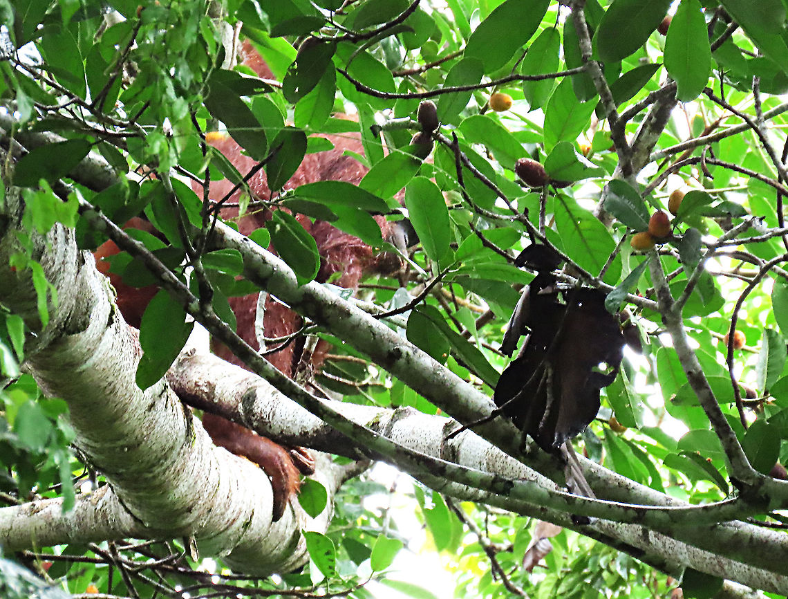 Hidden Orangutan An orangutan grinning behind a cover of leaves and branches. As the most intelligent animal in the Bornean rainforest, the orangutan is opportunistic and will try her luck with these spiky figs. Spiky figs are not ideal for mammals as the soft skin and mouth of mammals will easily get hurt when trying to handle these fruits. However, I&#039;m sure this orangutan can figure a way out. This is recorded during our few days observation to document the ecological value of this fig species as an important species for our reforestation projects. <br />
<br />
Piercing capability of the Spiky Fig (Ficus cucurbitina)<br />
<figure class="photo"><a href="https://www.jungledragon.com/image/104604/spikes_yikes.html" title="Spikes! Yikes!"><img src="https://s3.amazonaws.com/media.jungledragon.com/images/3336/104604_thumb.JPG?AWSAccessKeyId=05GMT0V3GWVNE7GGM1R2&Expires=1767225610&Signature=subpehOO9I20c7sHRkxvIV%2BEBGo%3D" width="200" height="134" alt="Spikes! Yikes! Ficus Cucurbitina, the Spiky Fig, is definitely the world&#039;s spikiest fig. Many fig fruits are hairy but none has evolved to have really rigid and sharp hairs like this fig. These sharp hairs are strong and sharp enough to pierce a human skin. Probably evolved this way to prevent most mammals from eating it but ideal for canopy birds as they can feed unharmed with their beaks. Fruits ripen light yellow - orange - dark red - maroonish black. These fruits high up in the canopy where the fig tree grows on another host tree. These fruits were growing about 20m high. We were lucky to find it at its fruiting apex, and after several days, the fruit numbers have reduced greatly. <br />
<br />
Watching this fig tree is one of the best experience for my team (1StopBorneo Wildlife). We are trying to find out which is the most beneficial fig species for wildlife and this fig is definitely one of the best. Lots of animals visited it in both day and night. There are always animals every time we visited the tree.<br />
<br />
https://www.jungledragon.com/image/104599/spiky_fig_fruiting.html Ficus Cucurbitina,Geotagged,Malaysia,Summer" /></a></figure><br />
<figure class="photo"><a href="https://www.jungledragon.com/image/104605/spiky_fig_sharp_hairs.html" title="Spiky Fig sharp hairs"><img src="https://s3.amazonaws.com/media.jungledragon.com/images/3336/104605_thumb.JPG?AWSAccessKeyId=05GMT0V3GWVNE7GGM1R2&Expires=1767225610&Signature=LcQBEwkosHASAdAw0Vp0OnBtGok%3D" width="200" height="116" alt="Spiky Fig sharp hairs Ficus Cucurbitina, the Spiky Fig, is definitely the world&#039;s spikiest fig. Many fig fruits are hairy but none has evolved to have really rigid and sharp hairs like this fig. These sharp hairs are strong and sharp enough to pierce a human skin. Probably evolved this way to prevent most mammals from eating it but ideal for canopy birds as they can feed unharmed with their beaks. Fruits ripen light yellow - orange - dark red - maroonish black. These fruits high up in the canopy where the fig tree grows on another host tree. These fruits were growing about 20m high. We were lucky to find it at its fruiting apex, and after several days, the fruit numbers have reduced greatly. <br />
<br />
Watching this fig tree is one of the best experience for my team (1StopBorneo Wildlife). We are trying to find out which is the most beneficial fig species for wildlife and this fig is definitely one of the best. Lots of animals visited it in both day and night. There are always animals every time we visited the tree.<br />
<br />
https://www.jungledragon.com/image/104599/spiky_fig_fruiting.html Ficus Cucurbitina,Geotagged,Malaysia,Summer" /></a></figure><br />
 Bornean orangutan,Geotagged,Malaysia,Pongo pygmaeus,Summer